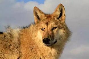 狼狼影院在线观看免费,免费畅享,在线观影新体验 第3张 狼狼影院在线观看免费,免费畅享,在线观影新体验 第3张